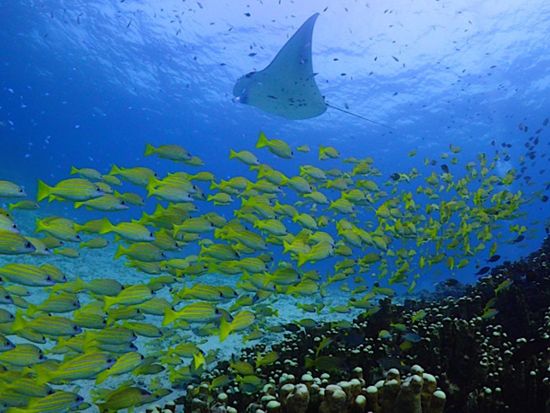 大満足体験ダイビングツアー 石垣島で海中世界を探検しよう！初心者大歓迎◎水中カメラレンタル有＜約6時間半／送迎あり＞