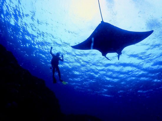 大満足体験ダイビングツアー 石垣島で海中世界を探検しよう！初心者大歓迎◎水中カメラレンタル有＜約6時間半／送迎あり＞