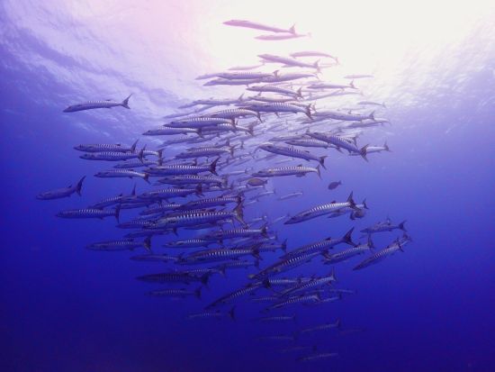 ファンダイビング Cカード保持者対象 美しい八重山の海を味わいつくそう！＜約6時間半／送迎あり／石垣島＞