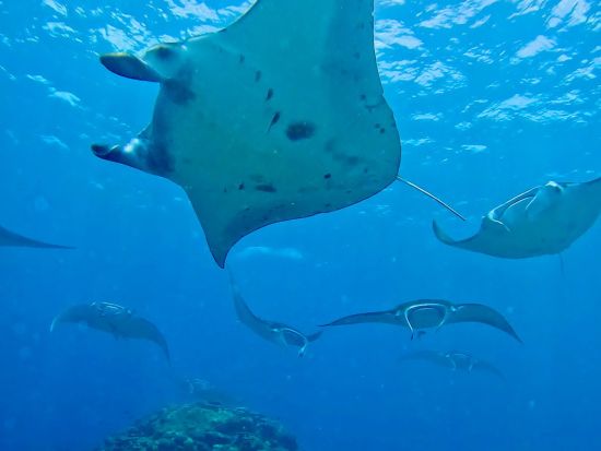 ファンダイビング Cカード保持者対象 美しい八重山の海を味わいつくそう！＜約6時間半／送迎あり／石垣島＞