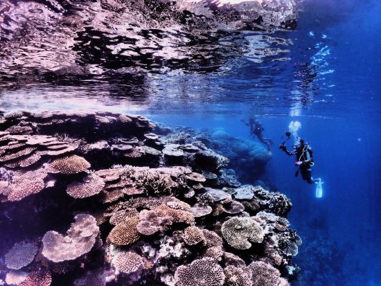 ファンダイビング Cカード保持者対象 美しい八重山の海を味わいつくそう！＜約6時間半／送迎あり／石垣島＞