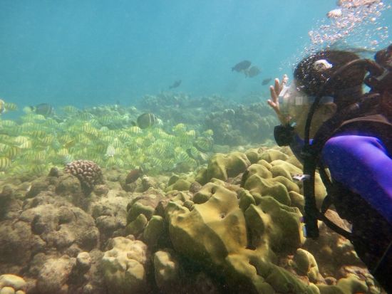 ハナウマ湾体験ダイビング　日本語インストラクターが丁寧にご案内！気兼ねなく楽しめるプライベートプラン＜ビーチ／1ダイブ＞by ハワイココスタイル