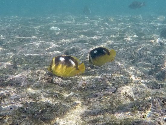 ハナウマ湾体験ダイビング　日本語インストラクターが丁寧にご案内！気兼ねなく楽しめるプライベートプラン＜ビーチ／1ダイブ＞by ハワイココスタイル