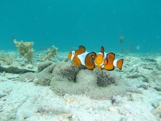 シュノーケルツアー 3歳から参加OK！ファミリーで恩納ブルーを満喫 お魚博士BOOKプレゼント＜約2時間30分／グリーン・フィンズ認定店／恩納村＞