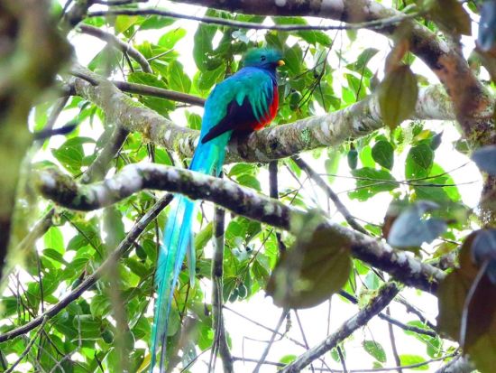 野鳥の楽園コスタリカ！バードウォッチャーの聖地サンヘラルド・デ・ドタ(またはセロ・デ・ラムエルテ)観光1泊2日宿泊付きツアー＜英語ガイド／サンホセ発＞