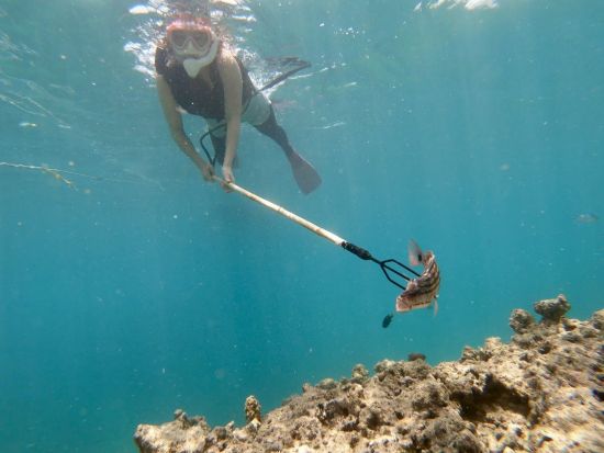 【貸切】石垣島で魚突き体験！島んちゅ船長が丁寧にレクチャー ファミリーで参加出来る貸切シュノーケリングツアー ＜午前or午後／新川漁港＞