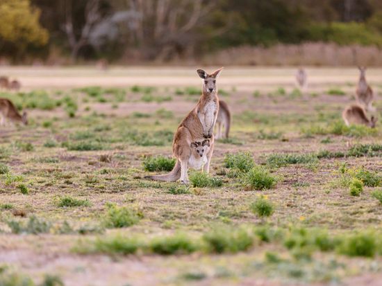 Kangaroo with joey