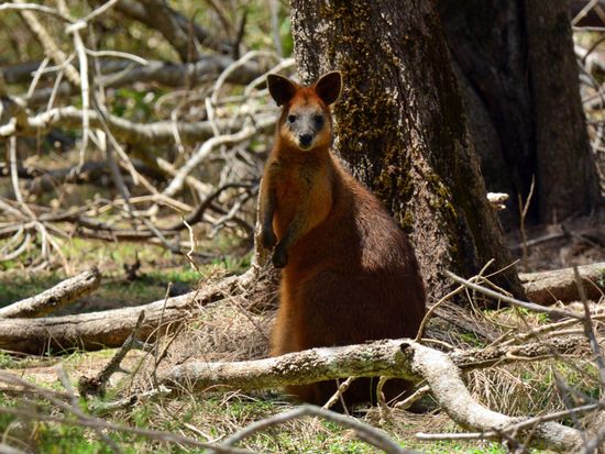 Red Necked Wallaby