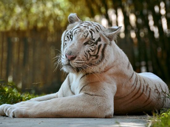 バリサファリ＆マリンパーク　ナイトツアー ＜ビュッフェディナー付き／日本語ガイド＞by JTB