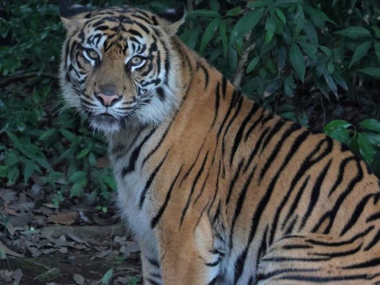 バリサファリ＆マリンパーク　ナイトツアー ＜ビュッフェディナー付き／日本語ガイド＞by JTB