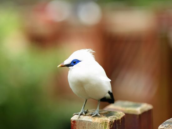 Generic_Bali Starling_pixta_9286509