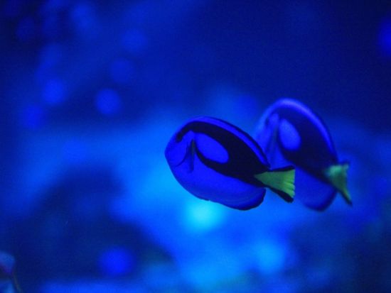 マクセル アクアパーク品川入場券 ～都市型水族館での先端エンターテインメント体験～＜品川駅から徒歩約2分＞