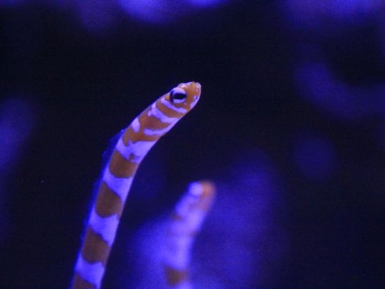 マクセル アクアパーク品川入場券 ～都市型水族館での先端エンターテインメント体験～＜品川駅から徒歩約2分＞