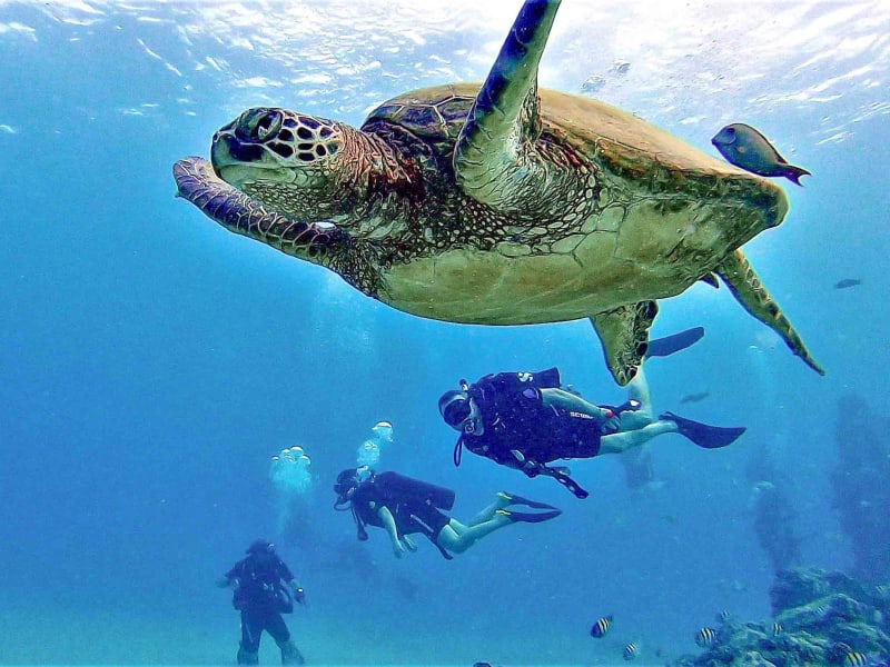 turtle group divers