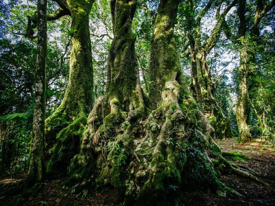 3000yr old Beech Trees