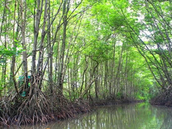 カンザー観光ツアー　神秘のマングローブ林で大自然＆ワニ釣りを楽しむ  貸切プランあり＜昼食付き／日本語ガイド／ホーチミン発着＞