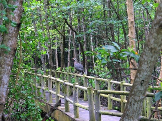 カンザー観光ツアー　神秘のマングローブ林で大自然＆ワニ釣りを楽しむ  貸切プランあり＜昼食付き／日本語ガイド／ホーチミン発着＞