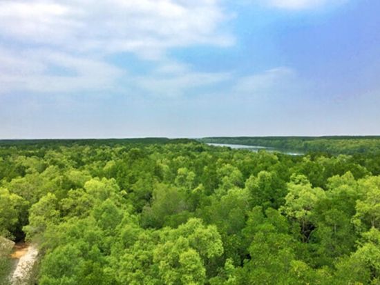 カンザー観光ツアー　神秘のマングローブ林で大自然＆ワニ釣りを楽しむ  貸切プランあり＜昼食付き／日本語ガイド／ホーチミン発着＞