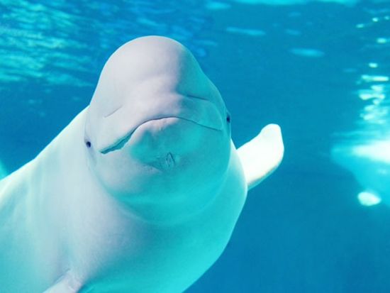 beluga01
