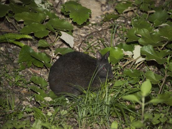 アマミノクロウサギに会いに行くショートナイトツアー　＜1.5～2時間／瀬戸内町＞ by ゼログラヴィティ