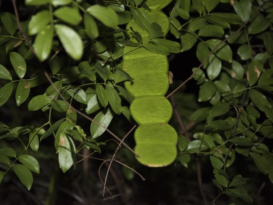 アマミノクロウサギに会いに行くショートナイトツアー　＜1.5～2時間／瀬戸内町＞ by ゼログラヴィティ