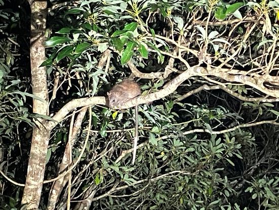 ADCE0703-6C95-447F-888D-D6D462D28C38_1_105_c