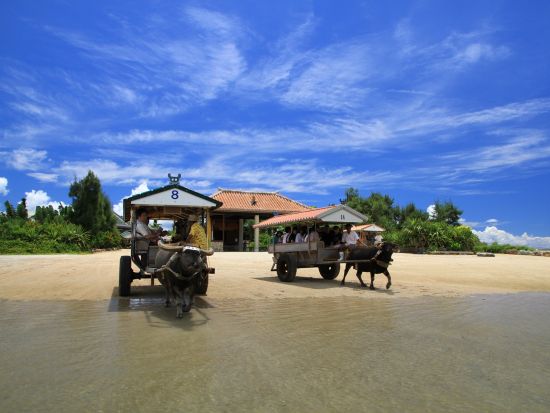 西表仲間川・由布2島周遊コース 午後出発でゆっくり参加OK◎大人気の2島をのんびり巡ろう＜対象ホテル送迎可／約4時間30分＞