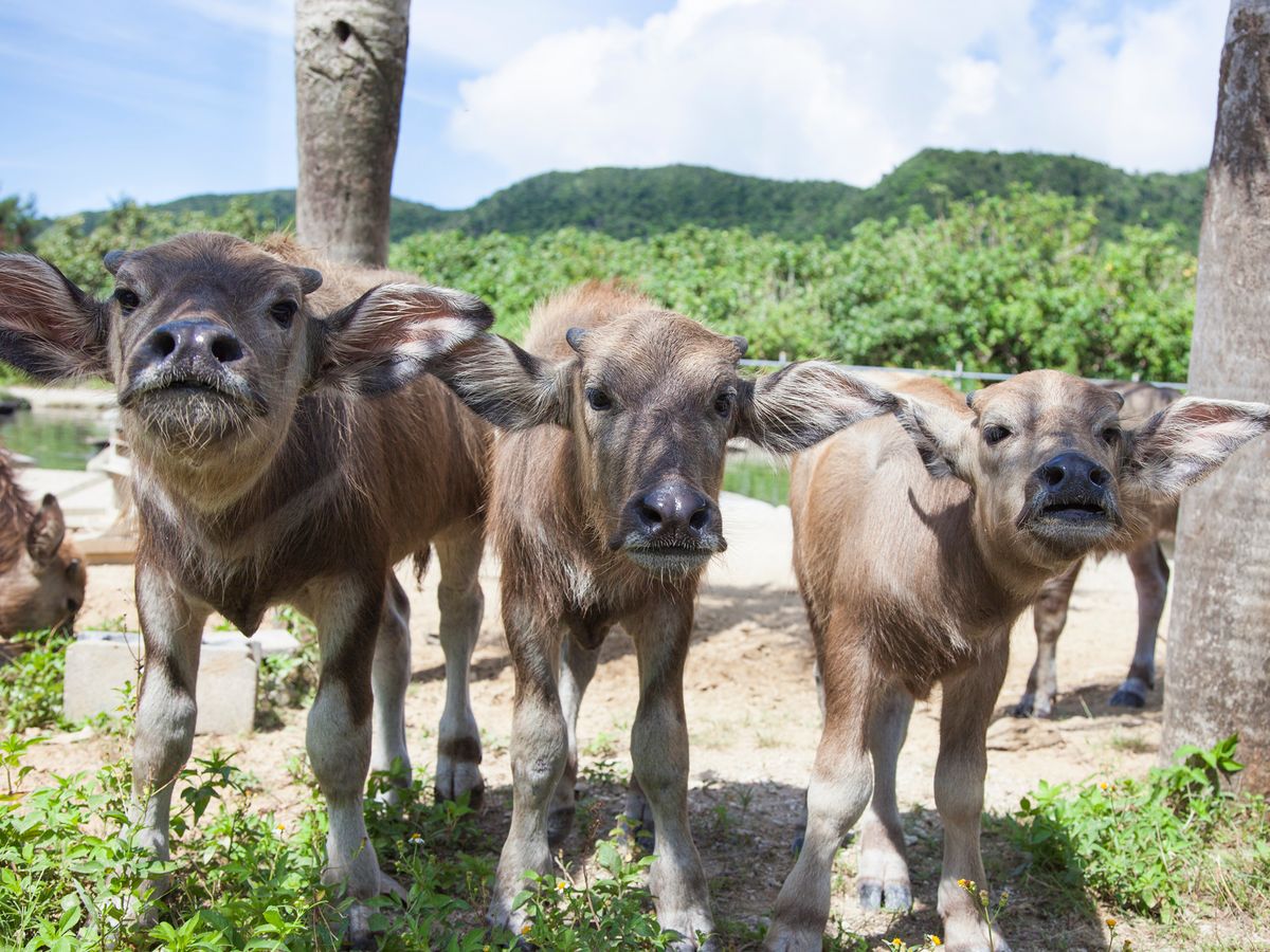 3島めぐり | 石垣島・八重山 旅行の観光・オプショナルツアー予約