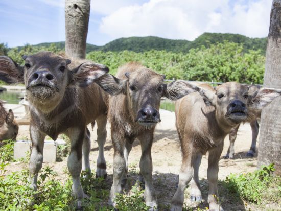 西表・由布・竹富3島めぐり 1日で人気の島々をのんびり巡ろう！ファミリーやカップルにもオススメ◎＜対象ホテル送迎可／約9時間／昼食付＞