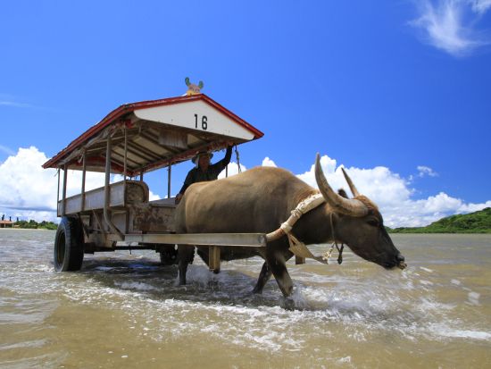 西表・由布・竹富3島めぐり 1日で人気の島々をのんびり巡ろう！ファミリーやカップルにもオススメ◎＜対象ホテル送迎可／約9時間／昼食付＞