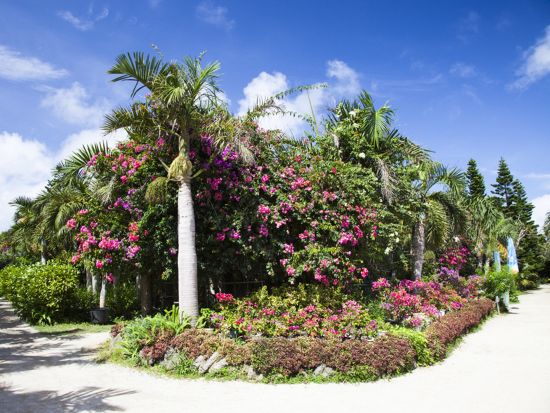 【高速船フリーパス券】アイランドホッピングパス（燃料サーチャージ別途）定期船乗り放題チケット 3・4・5日から選択 ＜乗船回数制限なし＞ by安栄観光