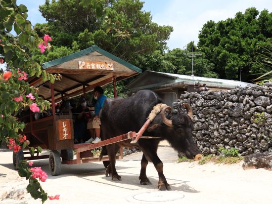 竹富島水牛車観光コース 沖縄の昔ながらの風景をゆったり観光 水牛車に乗って素敵な島時間を＜対象ホテル送迎可／石垣島発＞