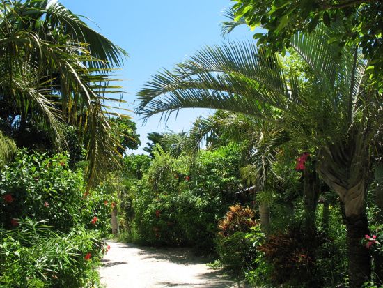 西表仲間川・由布2島周遊コース 人気の2つの島を日帰りで行こう！ランチと散策でのんびり観光◎＜対象ホテル送迎可／約7時間／昼食付＞