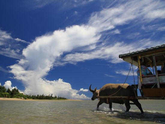 由布島　水牛車　3