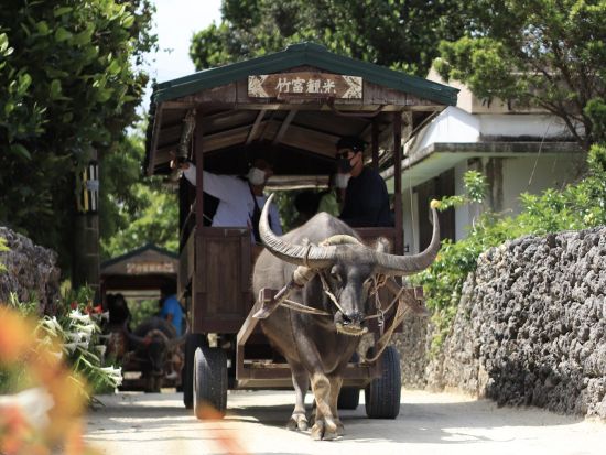 竹富島水牛車観光コース 沖縄の昔ながらの風景をゆったり観光 水牛車に乗って素敵な島時間を＜対象ホテル送迎可／石垣島発＞