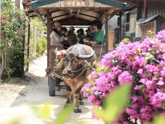 竹富島水牛車観光コース 沖縄の昔ながらの風景をゆったり観光 水牛車に乗って素敵な島時間を＜対象ホテル送迎可／石垣島発＞