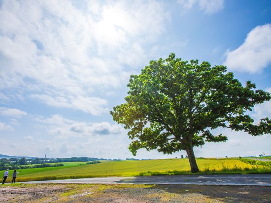 AdobeStock_517568723