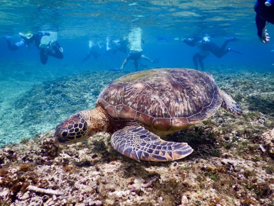 【高速船フリーパス券】アイランドホッピングパス（燃料サーチャージ別途）定期船乗り放題チケット 3・4・5日から選択 ＜乗船回数制限なし＞ by安栄観光