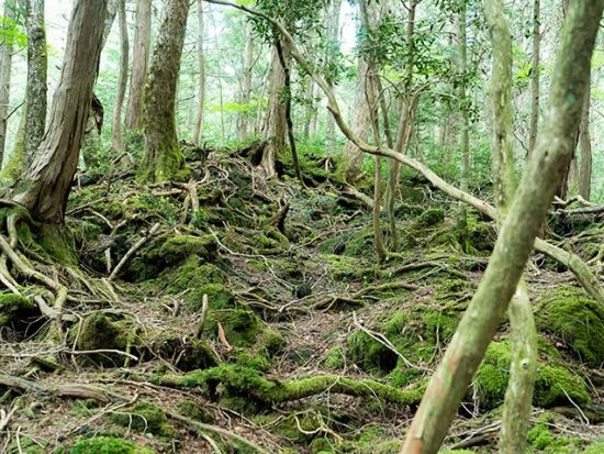 青木ヶ原樹海1日トレッキングツアー 一般観光客が行けないディープな3つの溶岩洞窟を探検！富士風穴＋鳴沢コウモリ穴＋本栖氷穴＜河口湖駅・富士五湖ホテル送迎＞