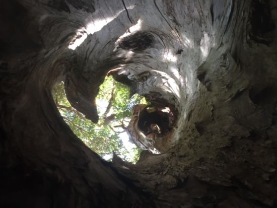 青木ヶ原樹海1日トレッキングツアー 一般観光客が行けないディープな3つの溶岩洞窟を探検！富士風穴＋鳴沢コウモリ穴＋本栖氷穴＜河口湖駅・富士五湖ホテル送迎＞