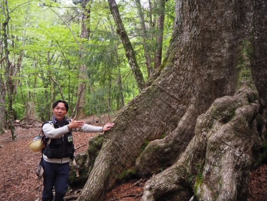 樹齢400年以上のブナの巨木エリア