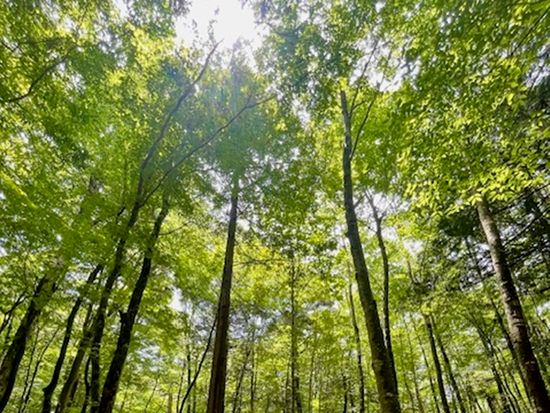 青木ヶ原樹海を探索