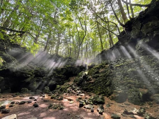青木ヶ原樹海1日トレッキングツアー 樹海散策と一般公開されていない洞窟「富士風穴」を探検！樹海原生林の中でのランチ付き＜富士五湖・河口湖駅送迎付／富士河口湖町＞