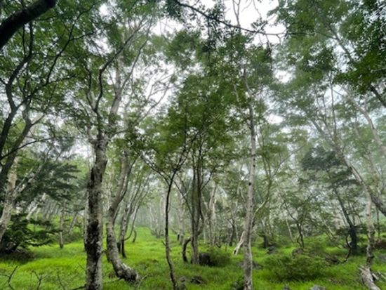 エコツアー 日本版グランドキャニオンと小富士火山コース　6歳～参加OK＜5～6月、9～10月／富士河口湖町＞by冨士エコツアーサービス