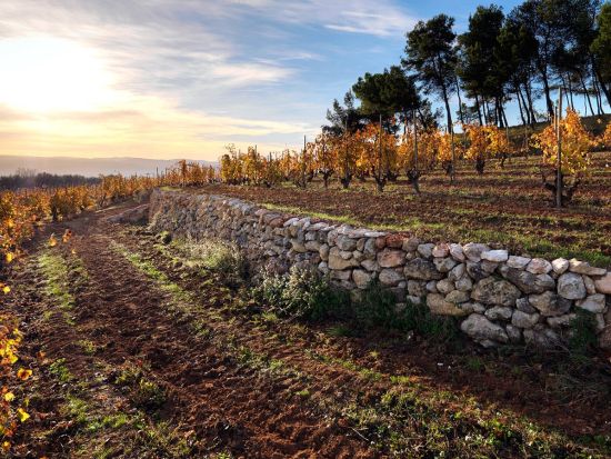 希少カヴァ「コルピナット」ワイナリーツアー　製造工程見学＋ワイン4種試飲＋地元レストラン昼食＜貸切／6時間／昼食付／英語または日本語／バルセロナ発＞