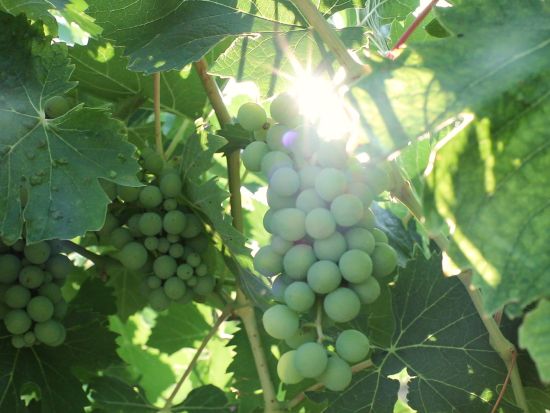 トスカーナ州　キャンティ・クラシコワイナリー巡りツアー＜半日／試飲付／英語ガイド／フィレンツェ発着＞