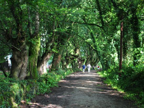 カミーノ・デ・サンティアゴ巡礼体験 日帰りツアー 専用車と徒歩で行く巡礼路＜貸切／現地語ドライバー／サンティアゴ・デ・コンポステーラ発＞