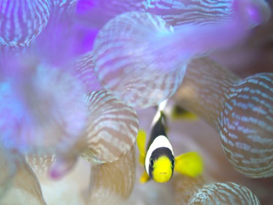 青の洞窟・クマノミパラダイス 体験ダイビング　安心・安全のガイド完全貸切制＜ボートエントリー／ガイド貸切／ショップ設備利用可／グリーンフィンズ認定店／恩納村発＞