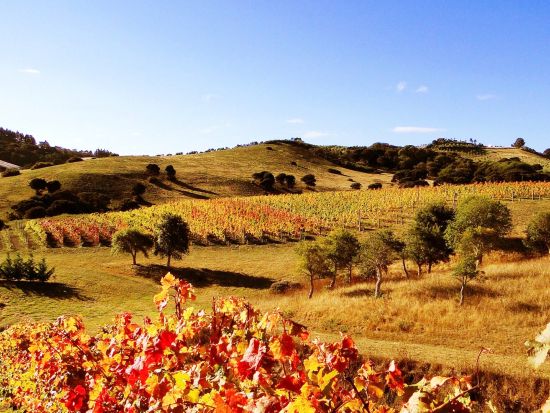 ワイヘキ島でワイナリーと観光巡り！マッドブリック・ワイナリーなどを巡る訪問ツアー ＜1軒試飲付／日本語ガイド／ワイヘキ島発着＞