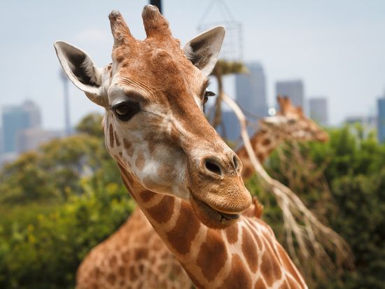 Australia_Sydney_Taronga Zoo_Giraffe_shutterstock_360171917